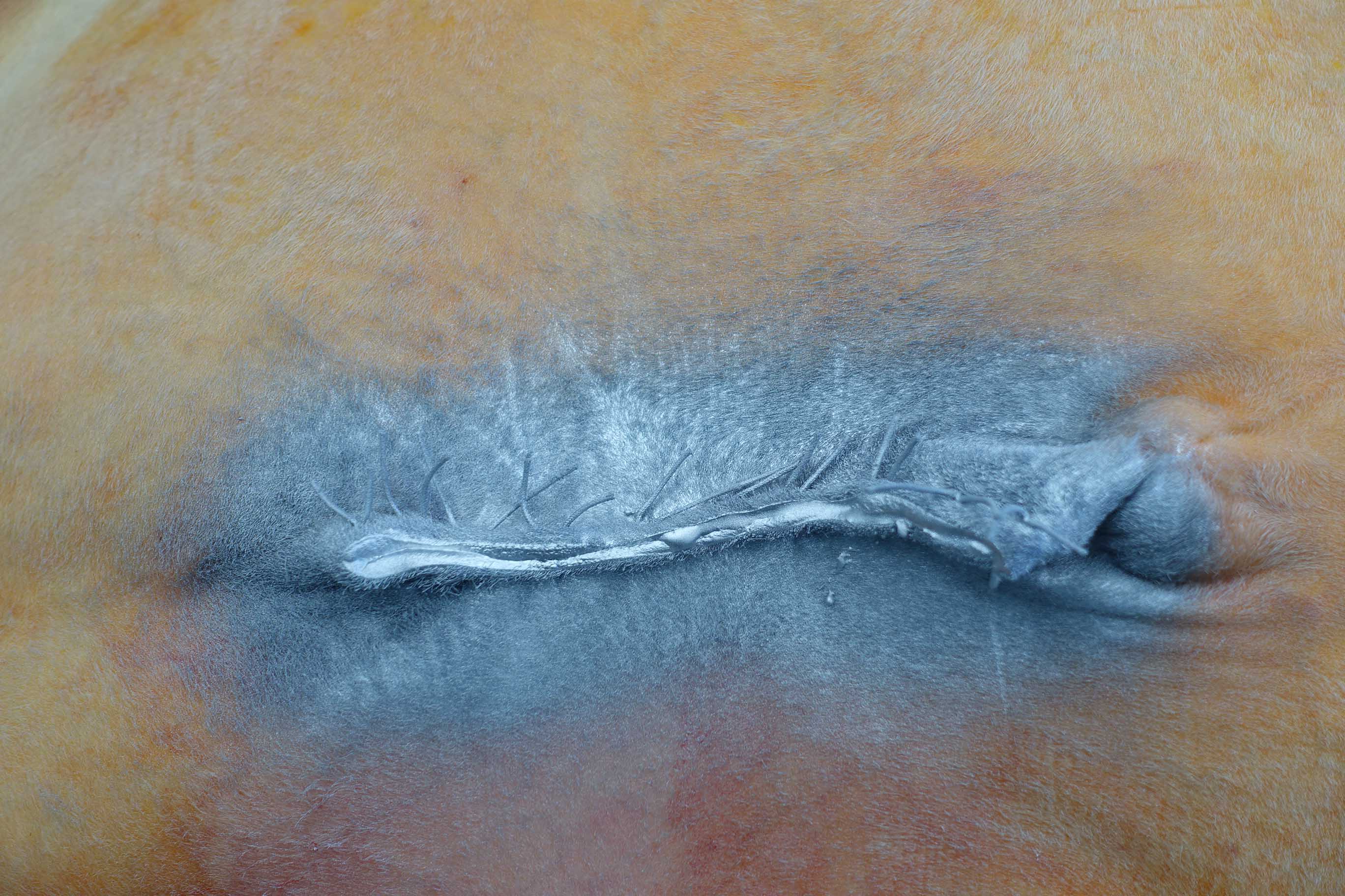 Bauchbruch