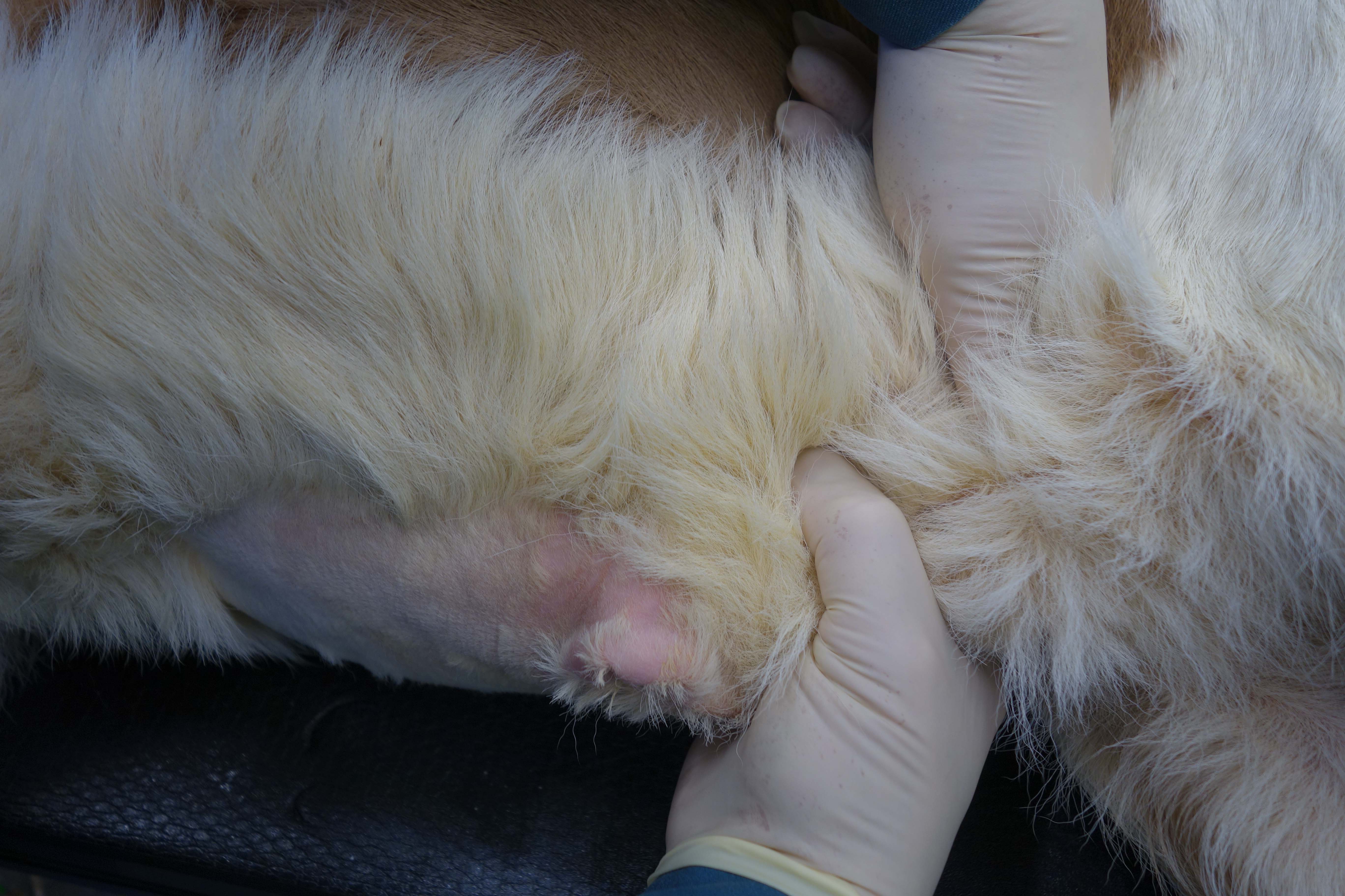 Palpation der kaudalen Nabelstrukturen