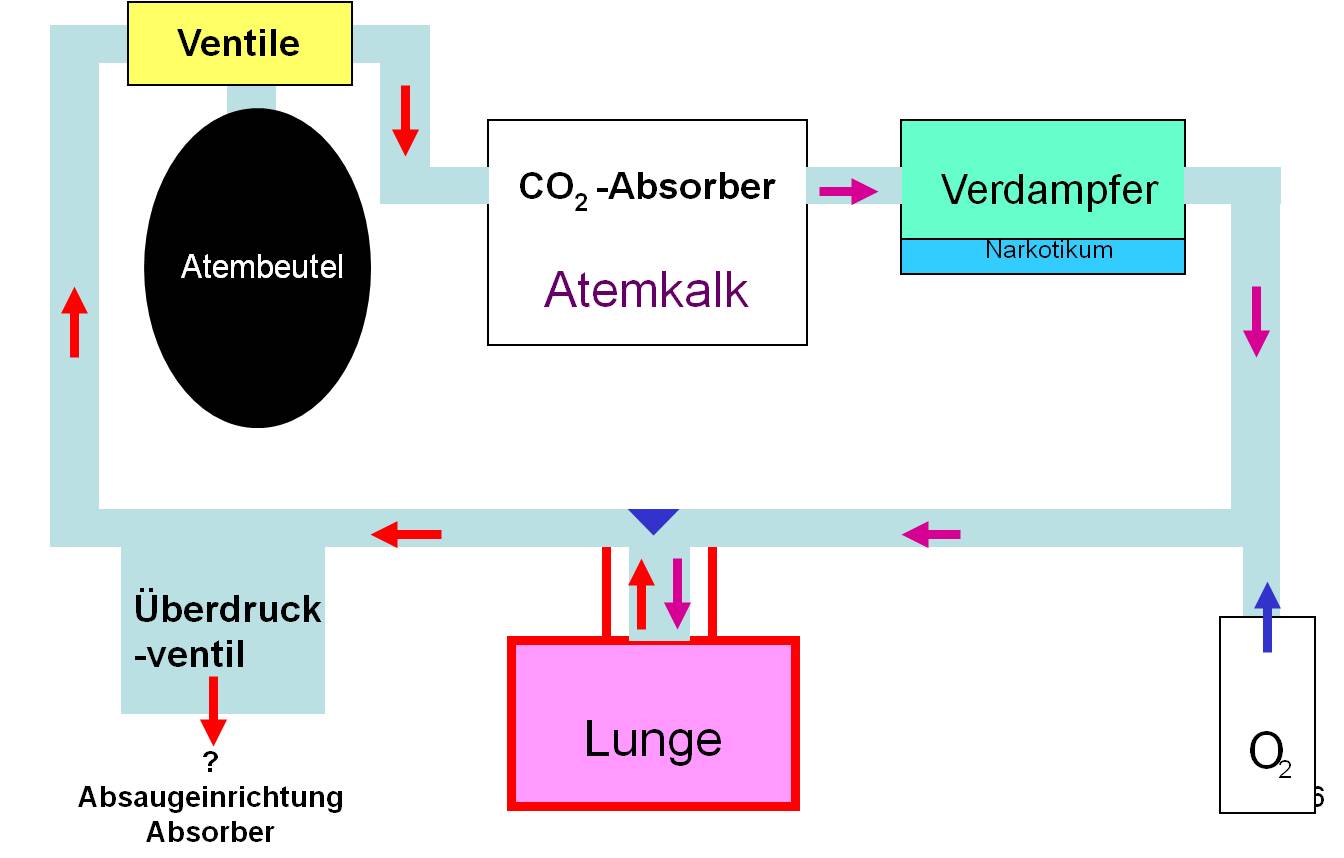 Lage der Ohrvenen